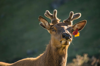 Deer Antler Velvet Supplement Series