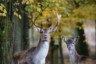 What Are Deer Placenta Supplements?